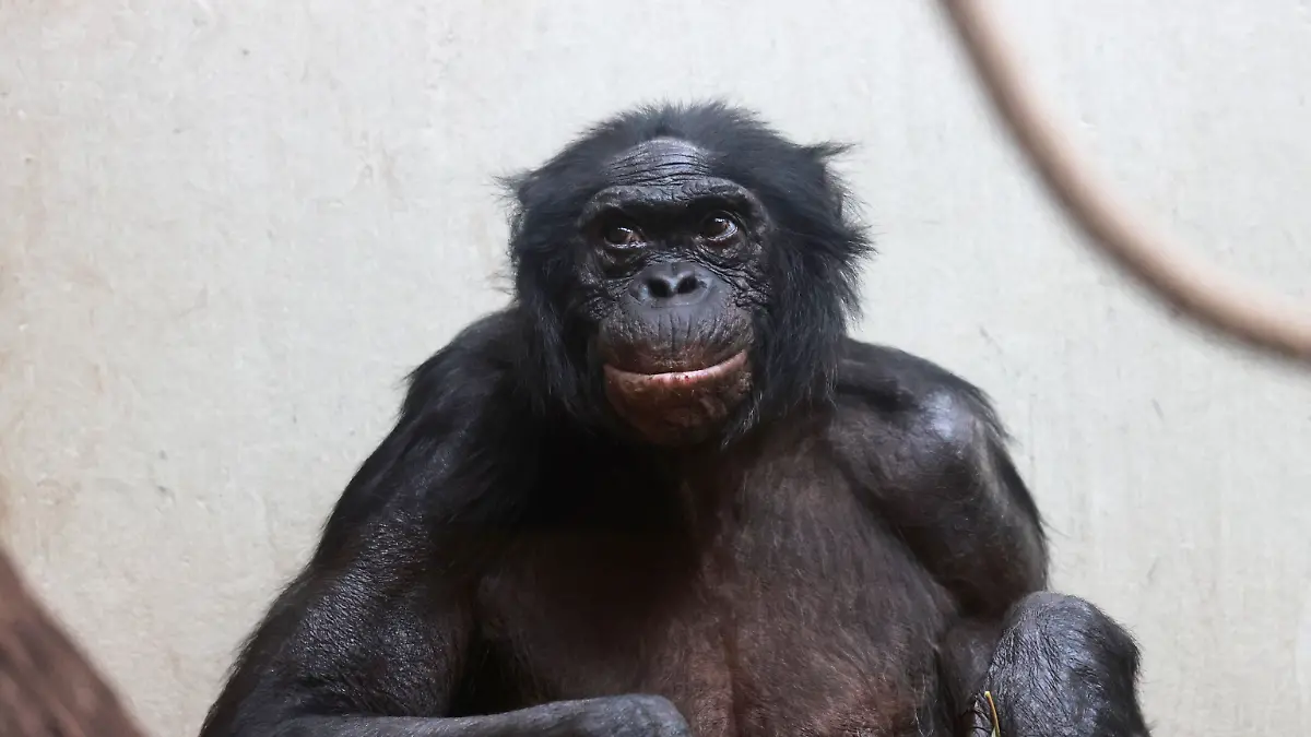 18.09.2025, Nordrhein-Westfalen, Wuppertal: Der Affe Mato in seinem Gehege im Wuppertaler Zoo. Im Alter von fast 62 Jahren ist der besonders betagte Bonobo gestorben. Laut Zoo war Mato das weltweit älteste Tier seiner Art im Zuchtbuch. 