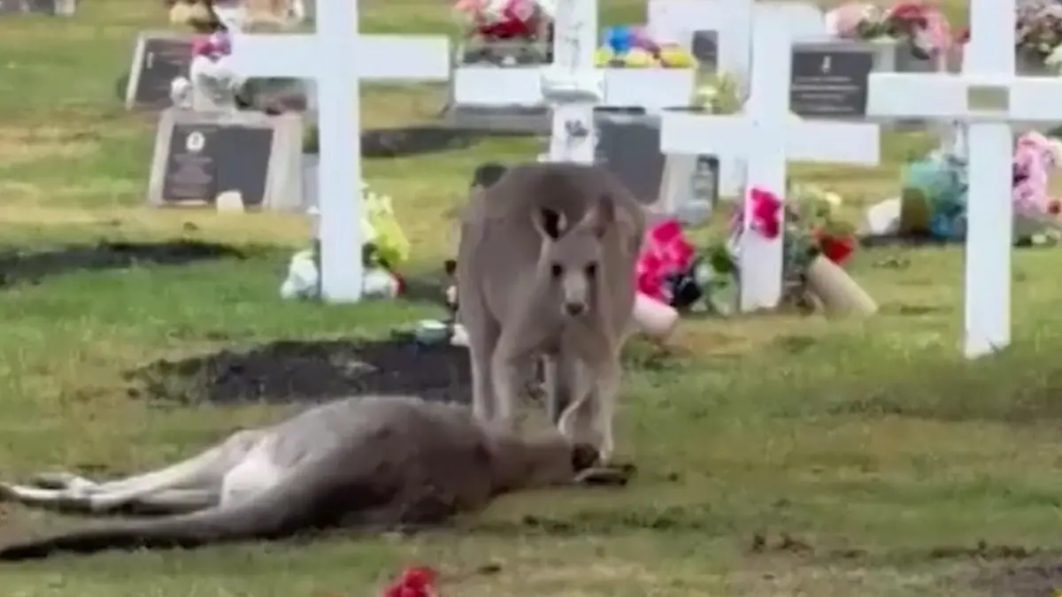 Todeskampf auf dem Friedhof! Känguru weint um seine Partnerin Unfallfahrer düste einfach davon