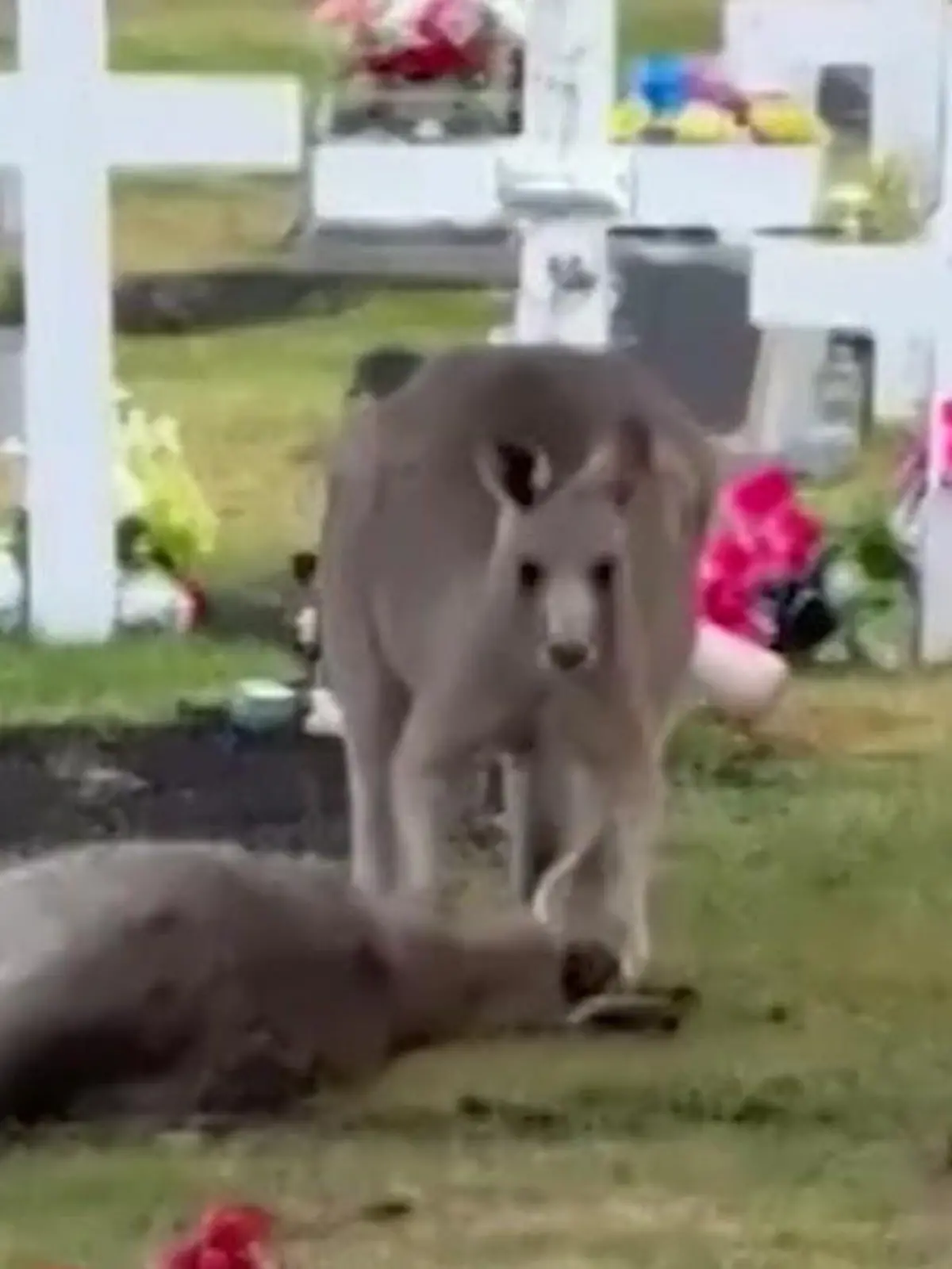 Bild zu: "Todeskampf auf dem Friedhof! Känguru weint um seine Partnerin"