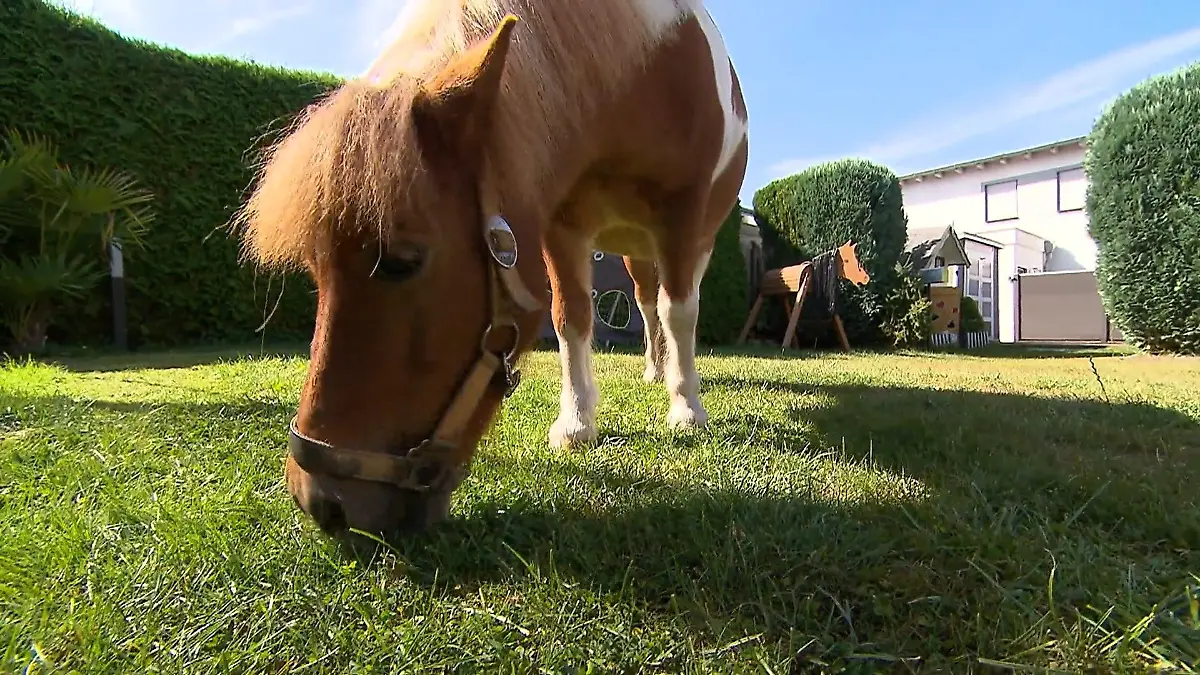 Ponys als Rasenmäher Tierische Nachbarschaftshilfe