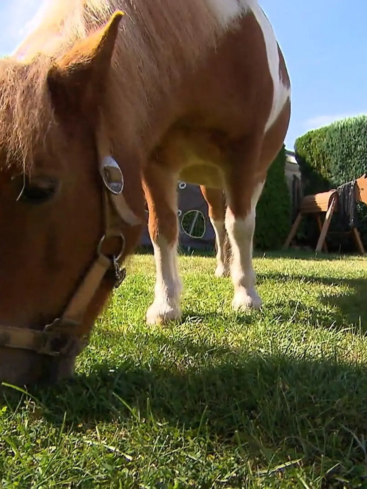 Bild zu: "Ponys als Rasenmäher"