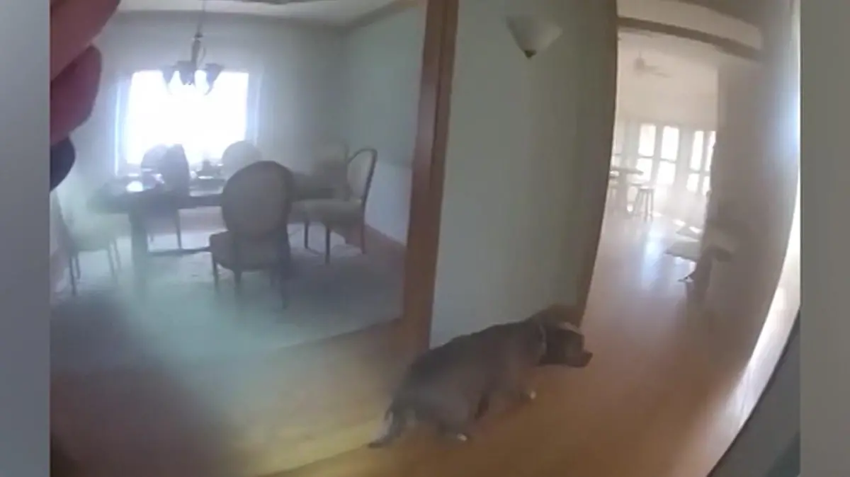 Ich brauch noch DAS! Oakleys Zuhause brennt – doch der Hund will nicht flüchten Bitte mitkommen, Herr Polizist