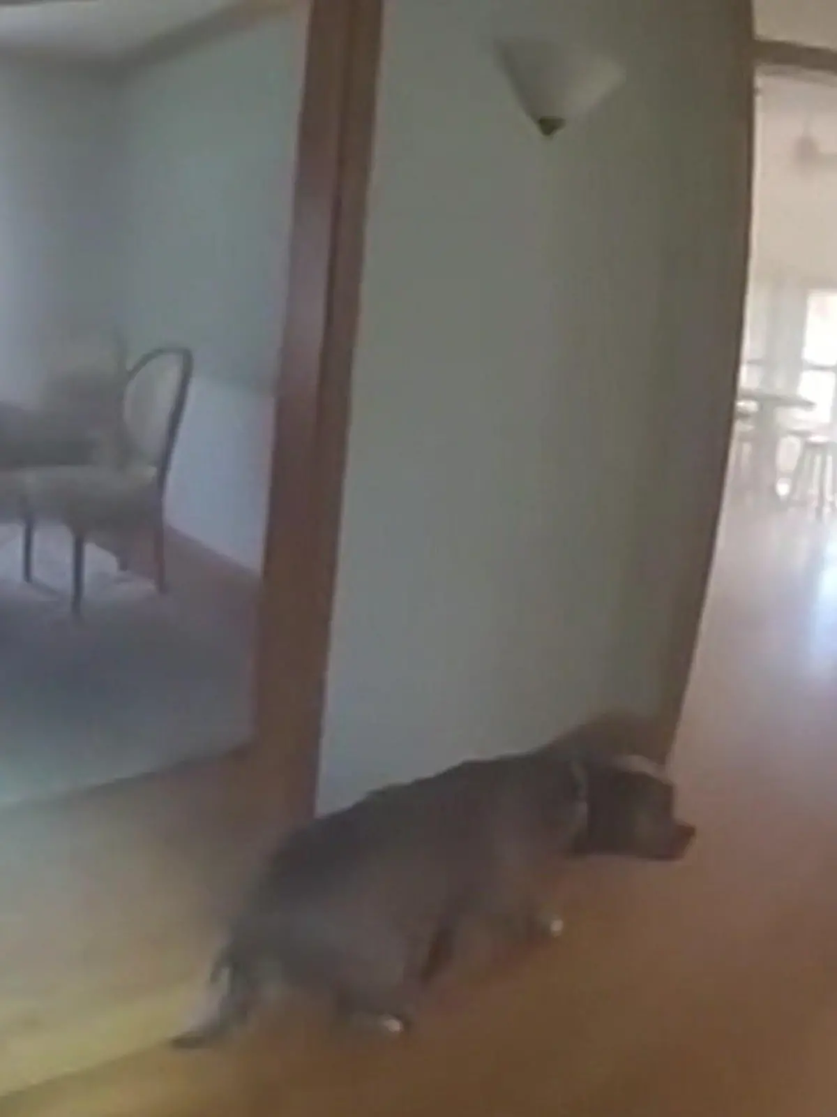 Bild zu: "Ich brauch noch DAS! Oakleys Zuhause brennt – doch der Hund will nicht flüchten"