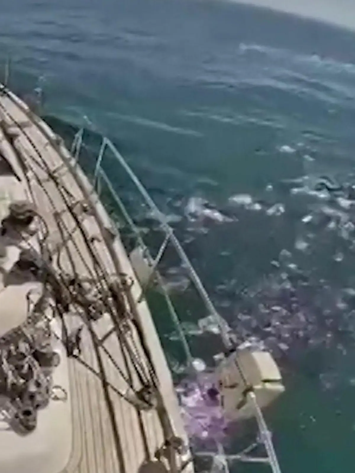 Bild zu: "Seeleute wehren Orca-Angriff ab – dann versenken die Killerwale eine andere Yacht"