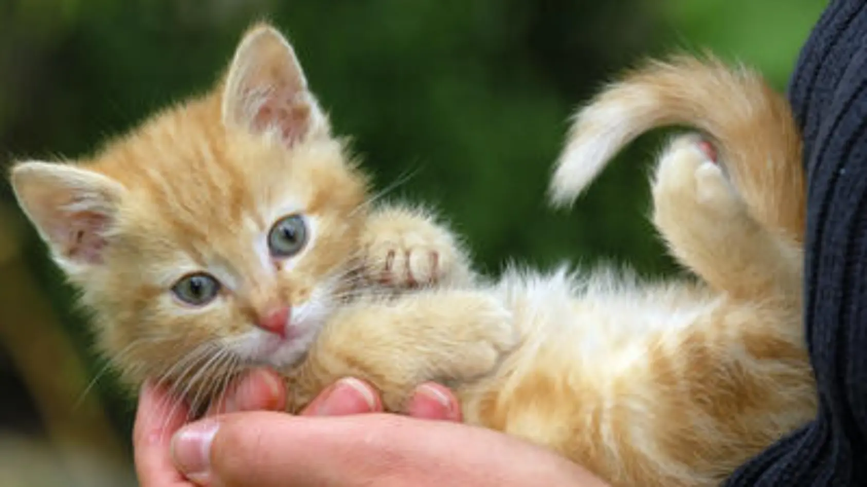 Das sind die beliebtesten Katzennamen