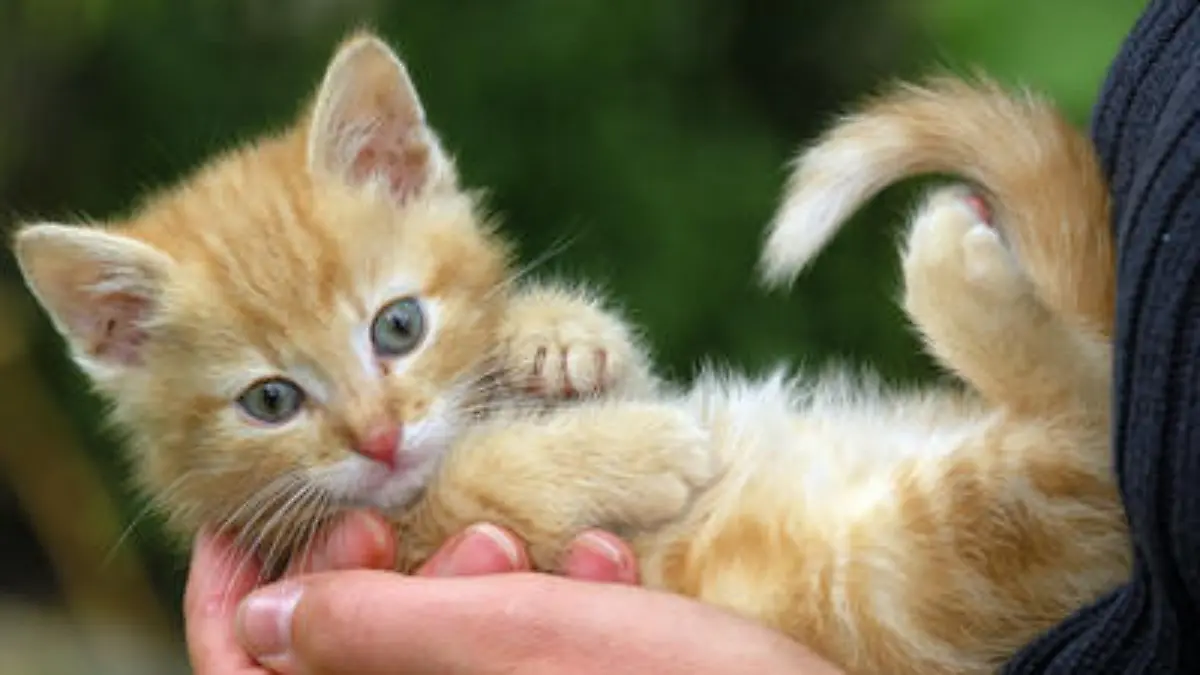 Tiere, Katze, Katzen, Kater, Katzenkind, Katzenjunges, Katerkind, Katerjunges, Kätzchen, Kaetzchen, Pussi, Muschi