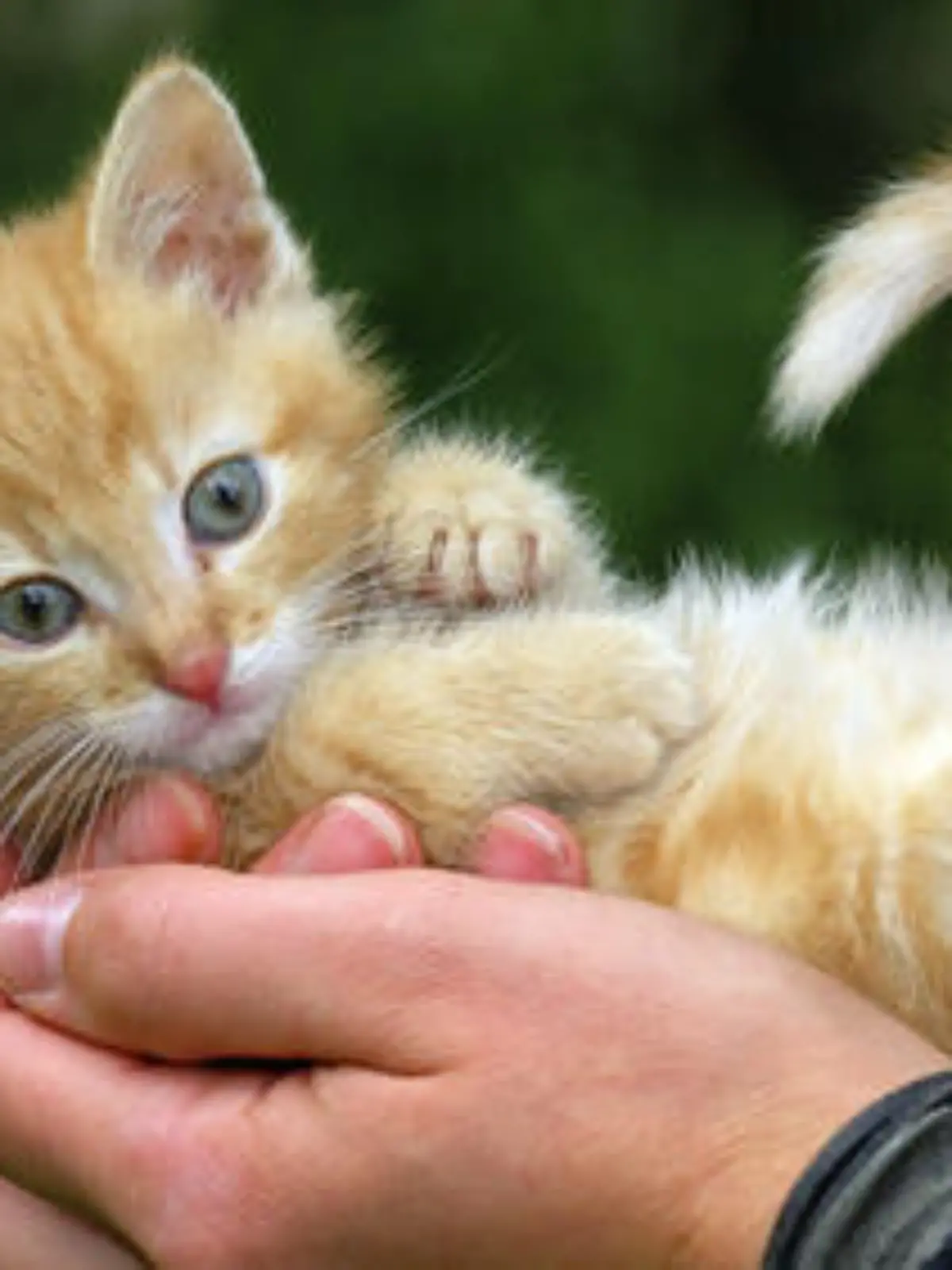 Tiere, Katze, Katzen, Kater, Katzenkind, Katzenjunges, Katerkind, Katerjunges, Kätzchen, Kaetzchen, Pussi, Muschi