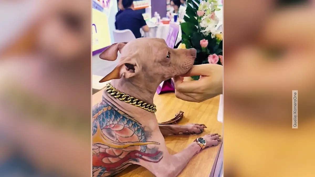 Riesiges Drachentattoo prangt auf Hunderücken Anblick macht fassungslos