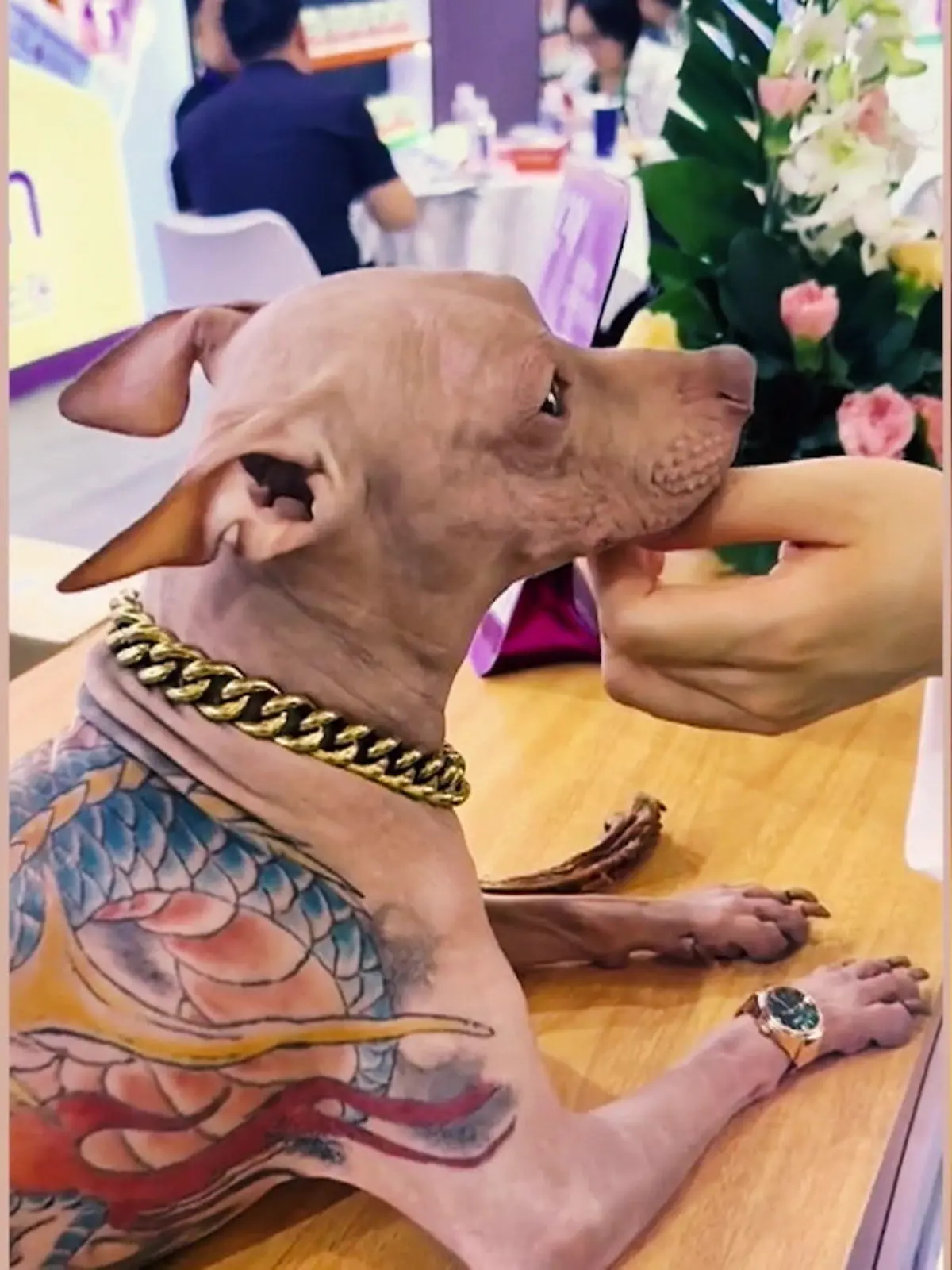 Bild zu: "Riesiges Drachentattoo prangt auf Hunderücken"