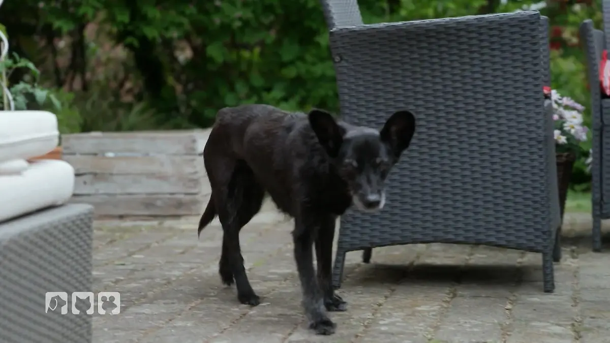 Wie können Halter helfen? Hunde-Demenz