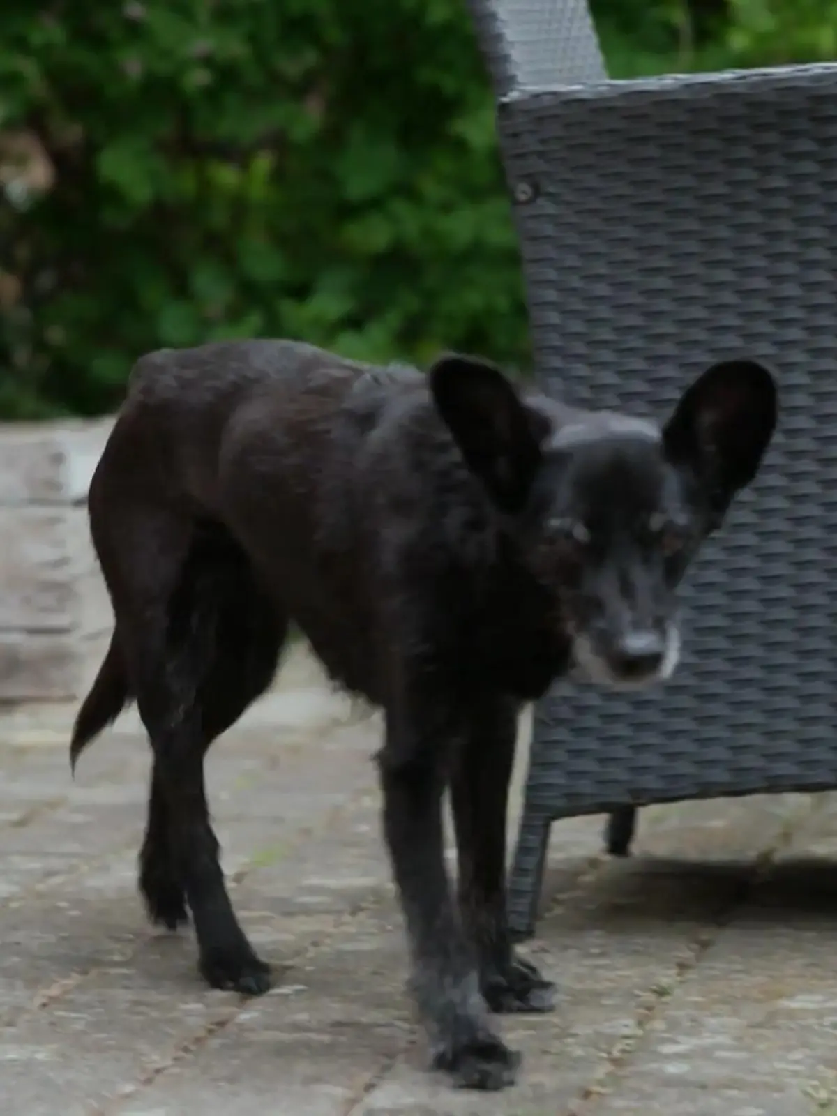 Bild zu: "Alltag mit einem dementen Hund"