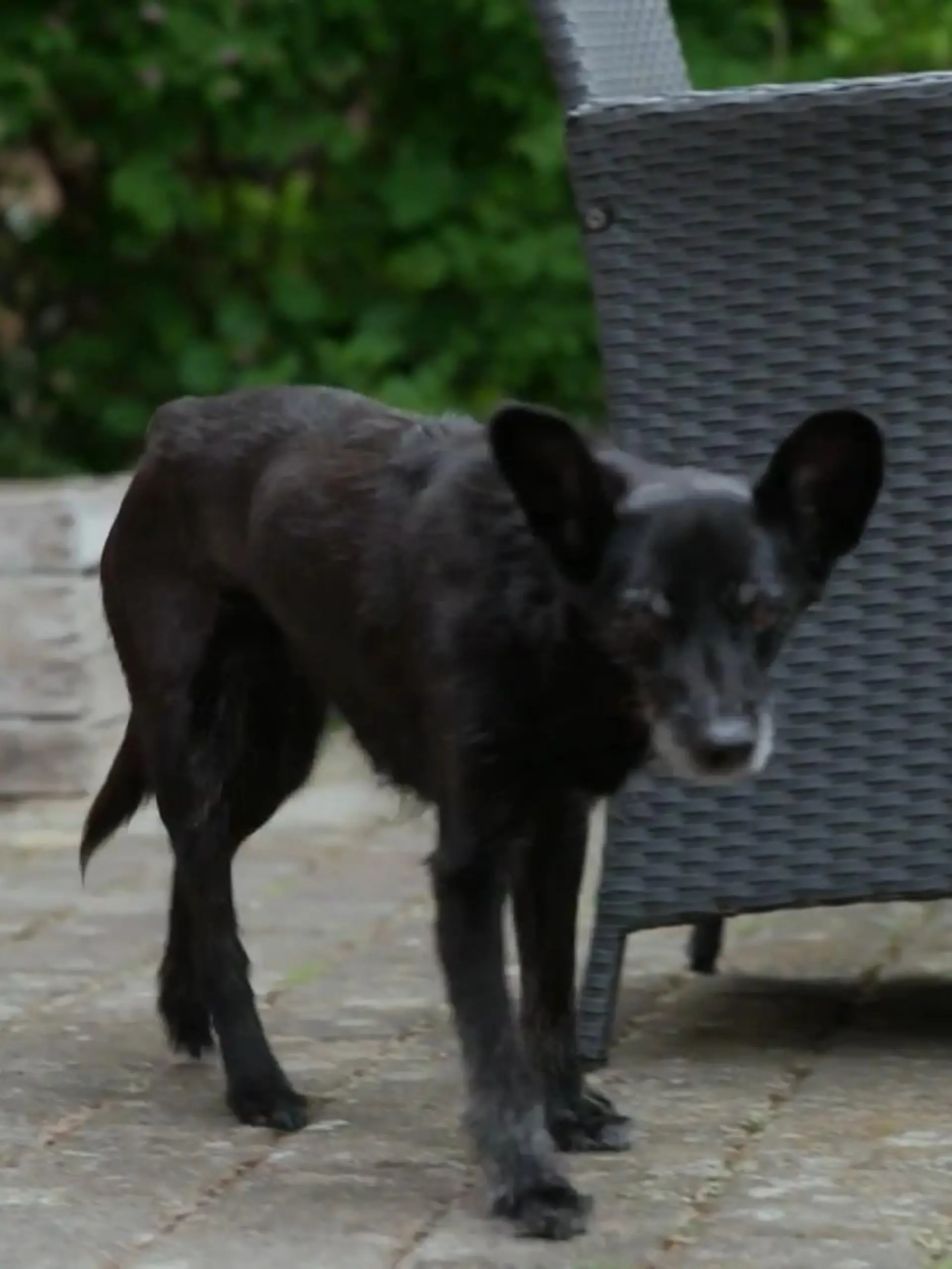 Bild zu: "Alltag mit einem dementen Hund"