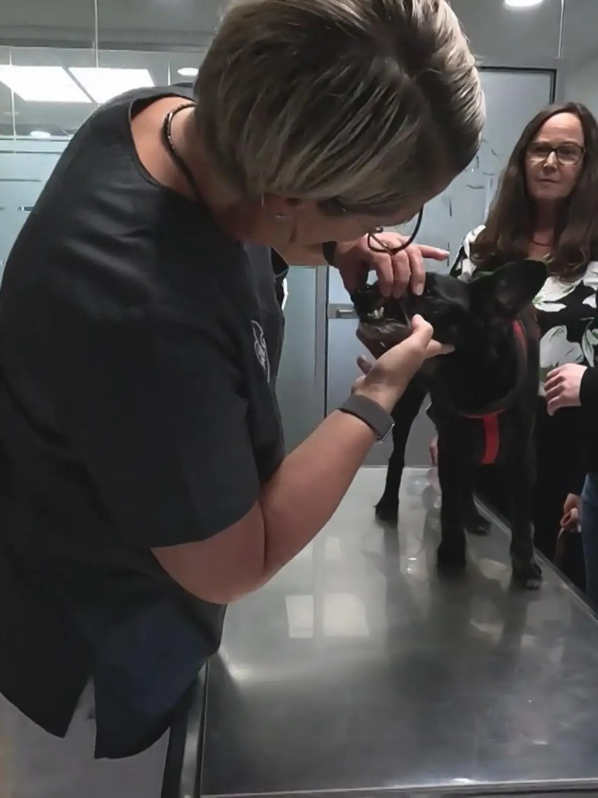 Bild zu: "Chilli in der Tierklinik Lüneburg"