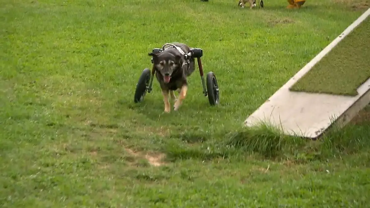 Handicap-Hund toben gemeinsam Treffen am Niederrhein