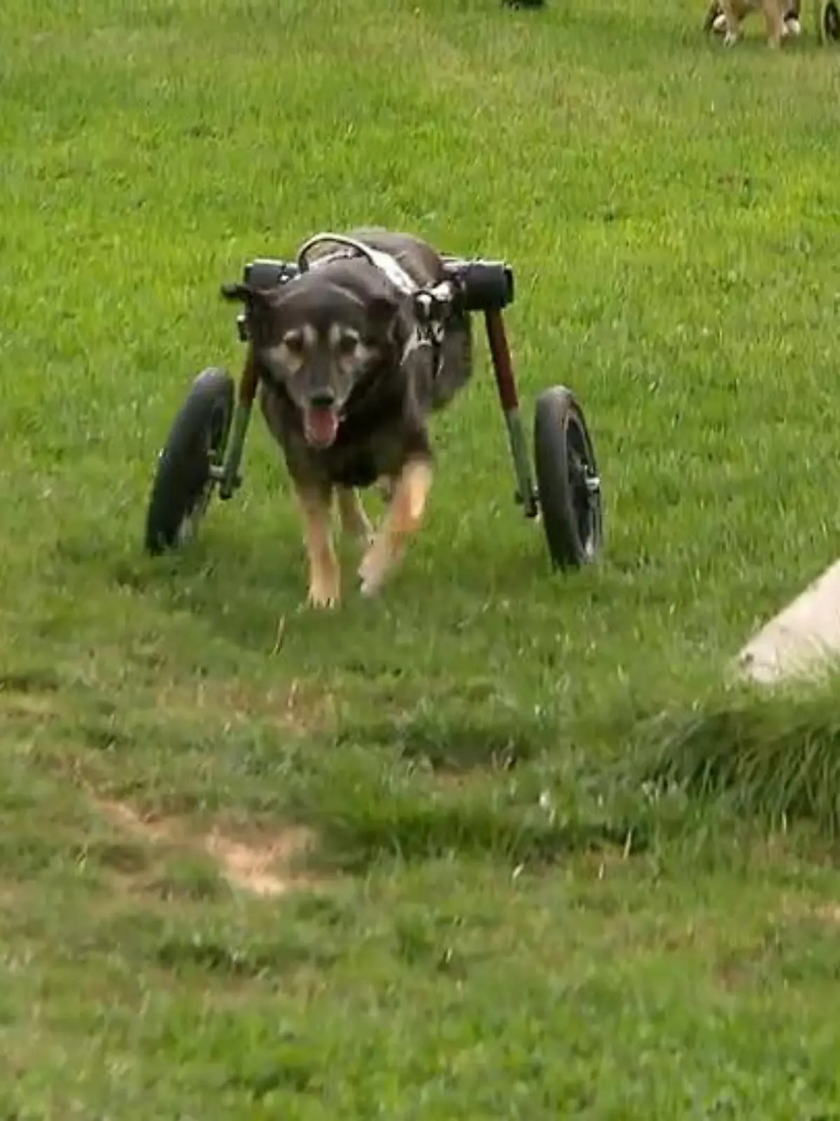Bild zu: "Handicap-Hund toben gemeinsam"