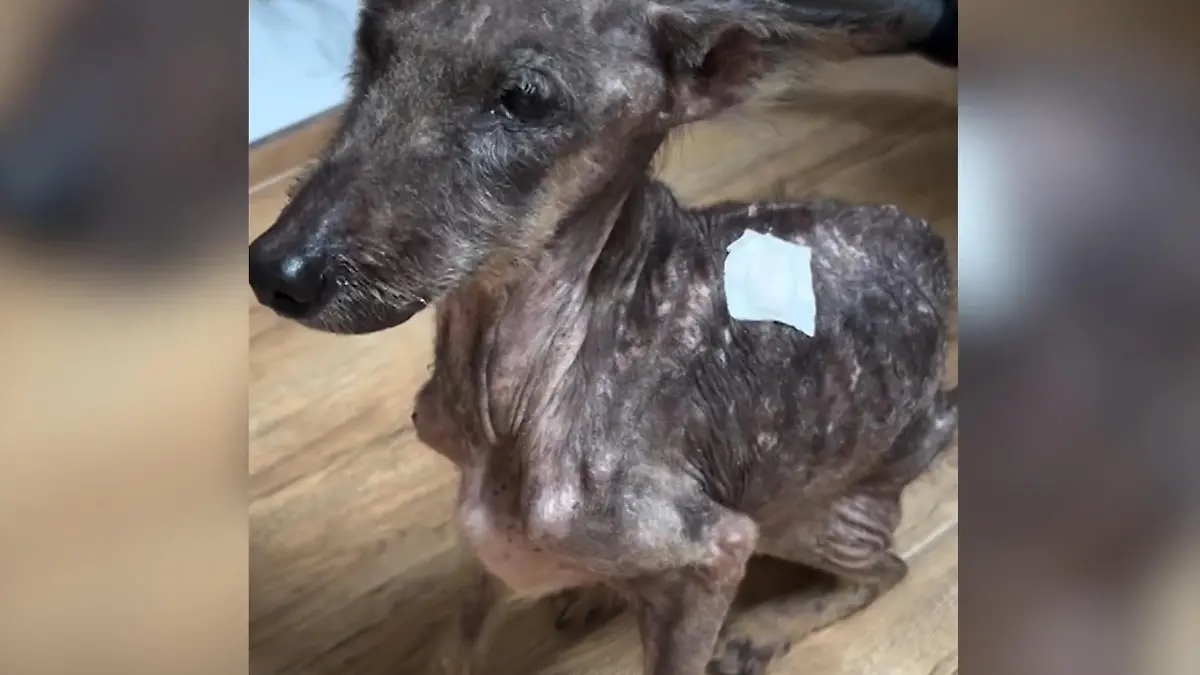 Nur noch Gerippe! Hündin Sena wog 6,5 Kilo – heute sieht sie so aus! „Als wir sie abholten, waren wir den Tränen nahe”