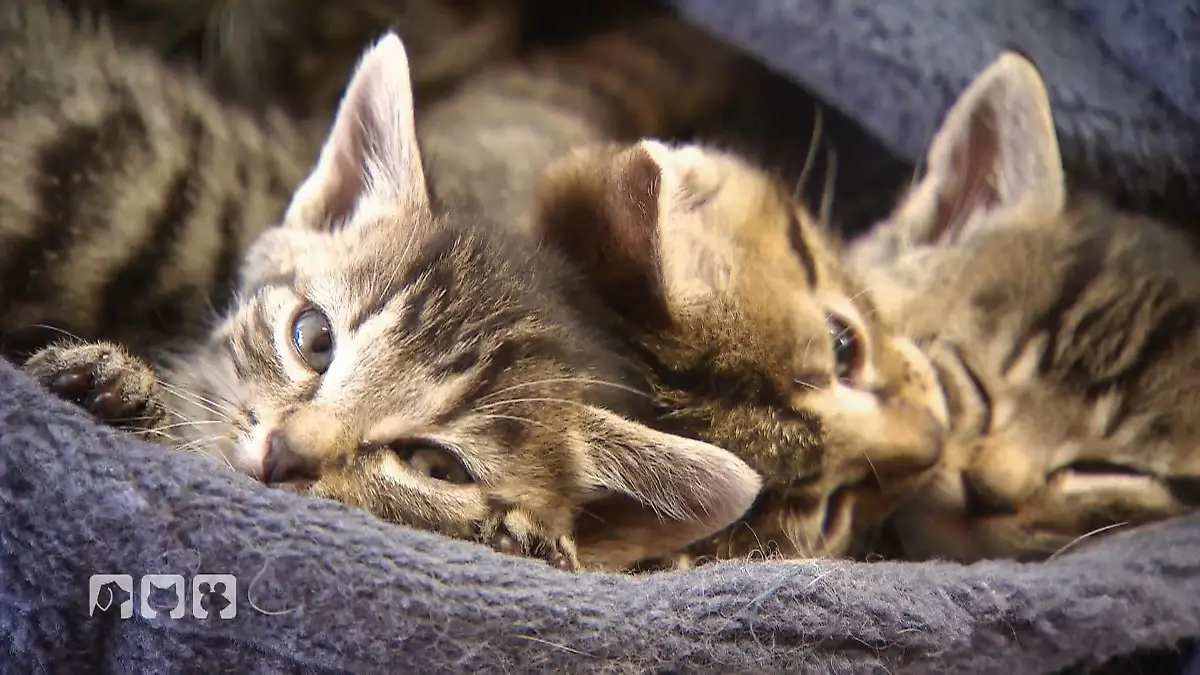 Fünf Tipps für glückliche Katzen hundkatzemaus