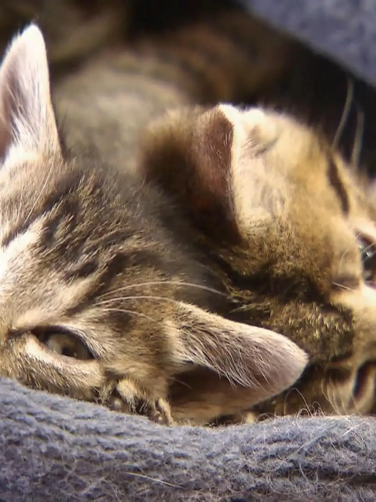 Bild zu: "Fünf Tipps für glückliche Katzen"