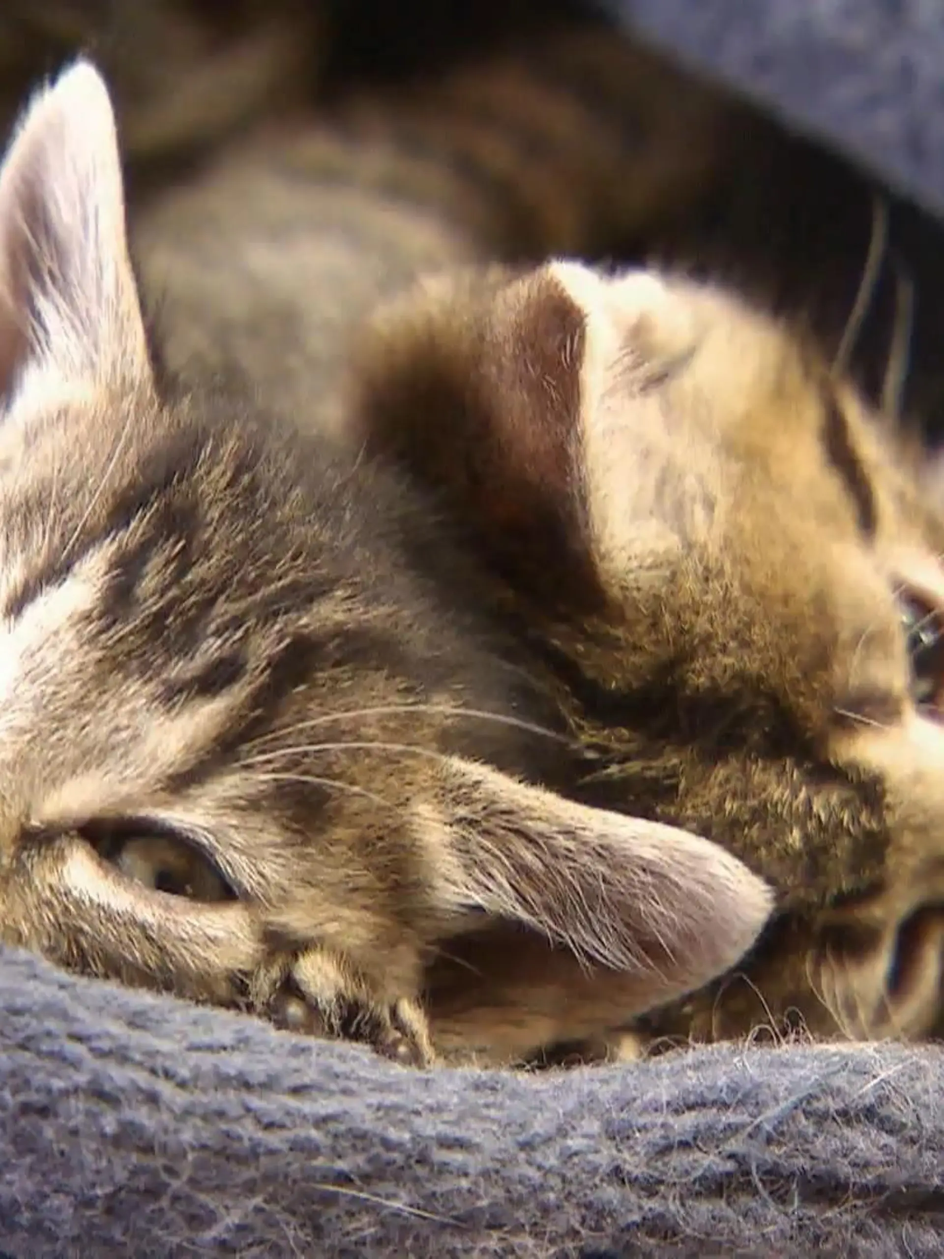Bild zu: "5 Tipps für ein glückliches Katzenleben"