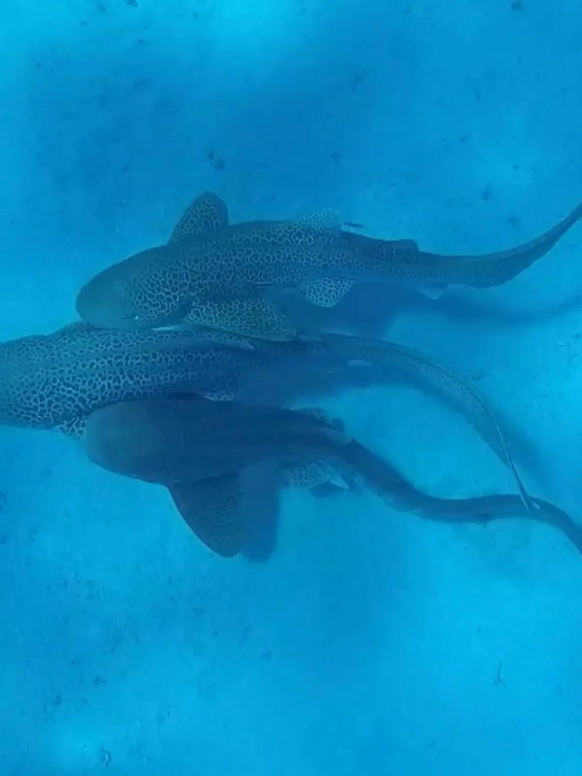 Raubfisch-Rambazamba! Wissenschaftler filmen weltweit ersten Hai-Dreier