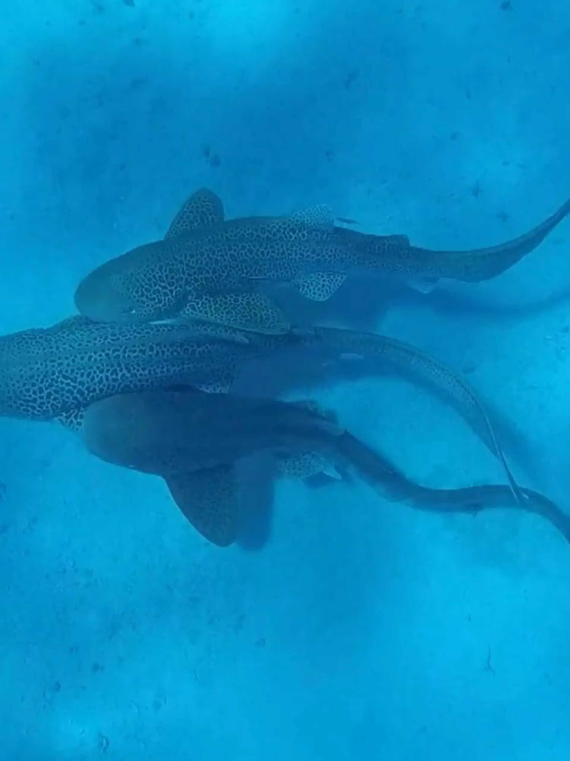 Raubfisch-Rambazamba! Wissenschaftler filmen weltweit ersten Hai-Dreier
