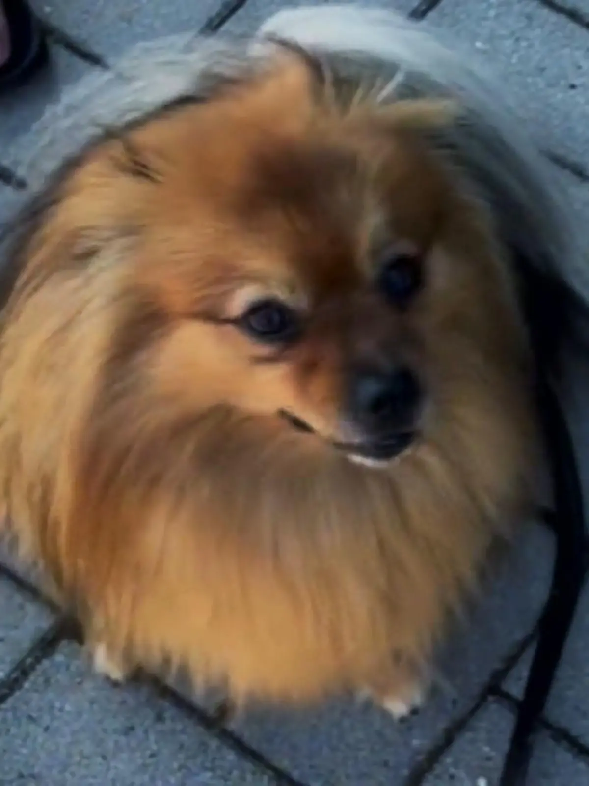 Bild zu: "Spitz Filou kläfft was das Zeug hält"