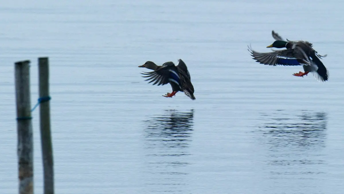 Zwei Enten landen am 23.11.2014 im Boddengewässer bei Waase (Mecklenburg-Vorpommern), einem kleinen Dorf auf der Insel Ummanz, die westlich der Ostseeinsel Rügen gelegen ist.   Erstmals in Europa ist das gefürchtete Vogelgrippe-Virus H5N8 bei einem Wildvogel nachgewiesen worden. In einem Drei-Kilometer-Umkreis um den Fundort der Krickente auf der Insel Ummanz stehen die Geflügel-Haltungen seit dem 22.11.2014 unter besonderer Beobachtung. Foto: Stefan Sauer/dpa (zu dpa "Vogelgrippe-Virus erstmals in Europa bei Wildvogel nachgewiesen" vom 23.11.2014) +++(c) dpa - Bildfunk+++