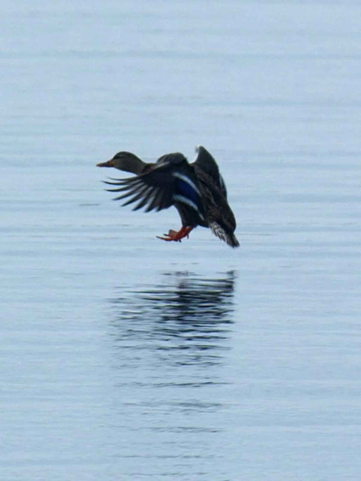 Zwei Enten landen am 23.11.2014 im Boddengewässer bei Waase (Mecklenburg-Vorpommern), einem kleinen Dorf auf der Insel Ummanz, die westlich der Ostseeinsel Rügen gelegen ist.   Erstmals in Europa ist das gefürchtete Vogelgrippe-Virus H5N8 bei einem Wildvogel nachgewiesen worden. In einem Drei-Kilometer-Umkreis um den Fundort der Krickente auf der Insel Ummanz stehen die Geflügel-Haltungen seit dem 22.11.2014 unter besonderer Beobachtung. Foto: Stefan Sauer/dpa (zu dpa "Vogelgrippe-Virus erstmals in Europa bei Wildvogel nachgewiesen" vom 23.11.2014) +++(c) dpa - Bildfunk+++
