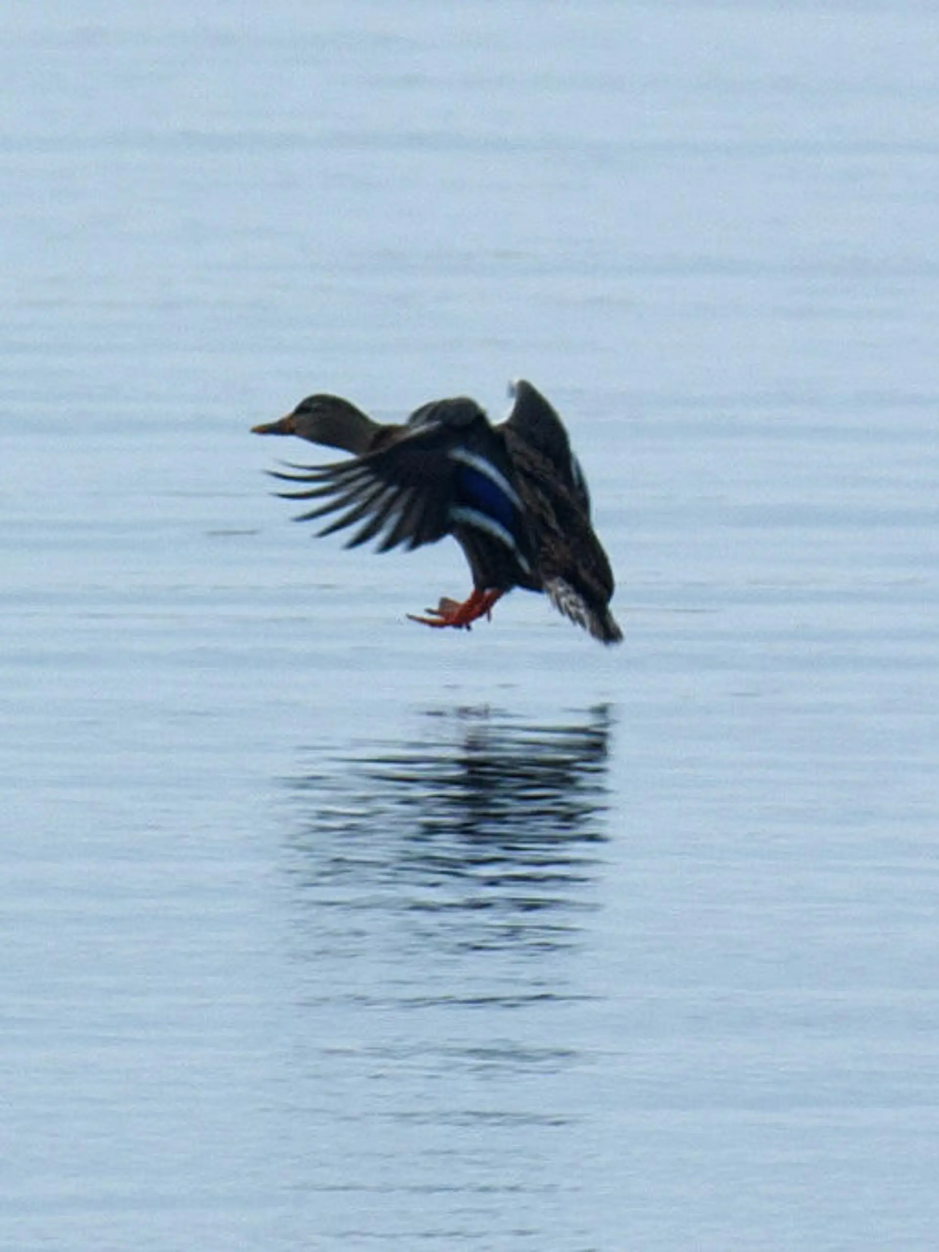 Zwei Enten landen am 23.11.2014 im Boddengewässer bei Waase (Mecklenburg-Vorpommern), einem kleinen Dorf auf der Insel Ummanz, die westlich der Ostseeinsel Rügen gelegen ist.   Erstmals in Europa ist das gefürchtete Vogelgrippe-Virus H5N8 bei einem Wildvogel nachgewiesen worden. In einem Drei-Kilometer-Umkreis um den Fundort der Krickente auf der Insel Ummanz stehen die Geflügel-Haltungen seit dem 22.11.2014 unter besonderer Beobachtung. Foto: Stefan Sauer/dpa (zu dpa "Vogelgrippe-Virus erstmals in Europa bei Wildvogel nachgewiesen" vom 23.11.2014) +++(c) dpa - Bildfunk+++