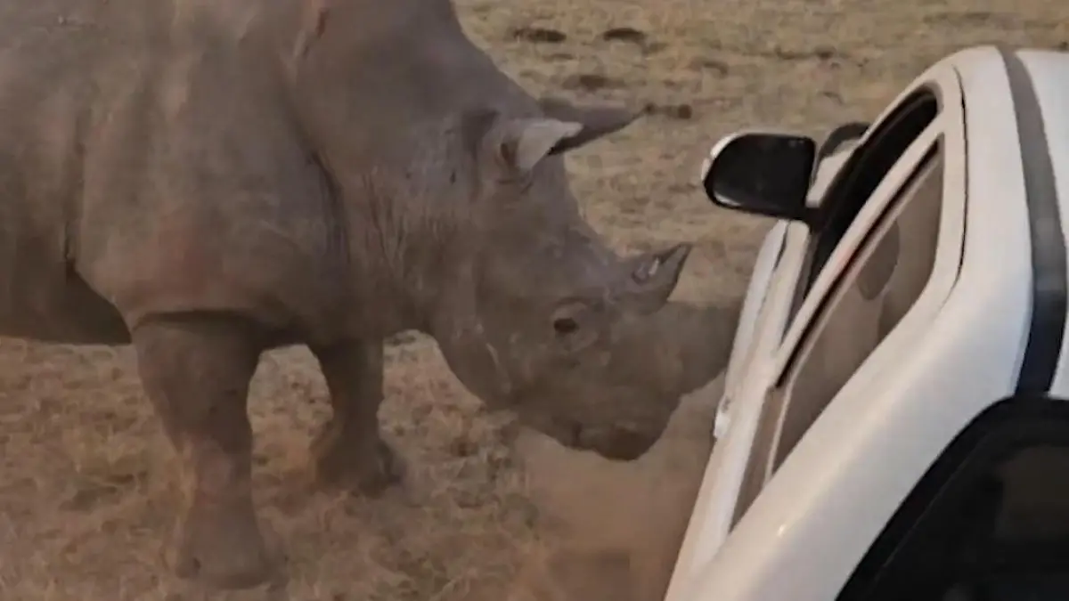 Truck aufgespießt! Nashorn wacht aus Narkose auf – und dreht völlig durch Na, mit dem falschen Horn aufgestanden?