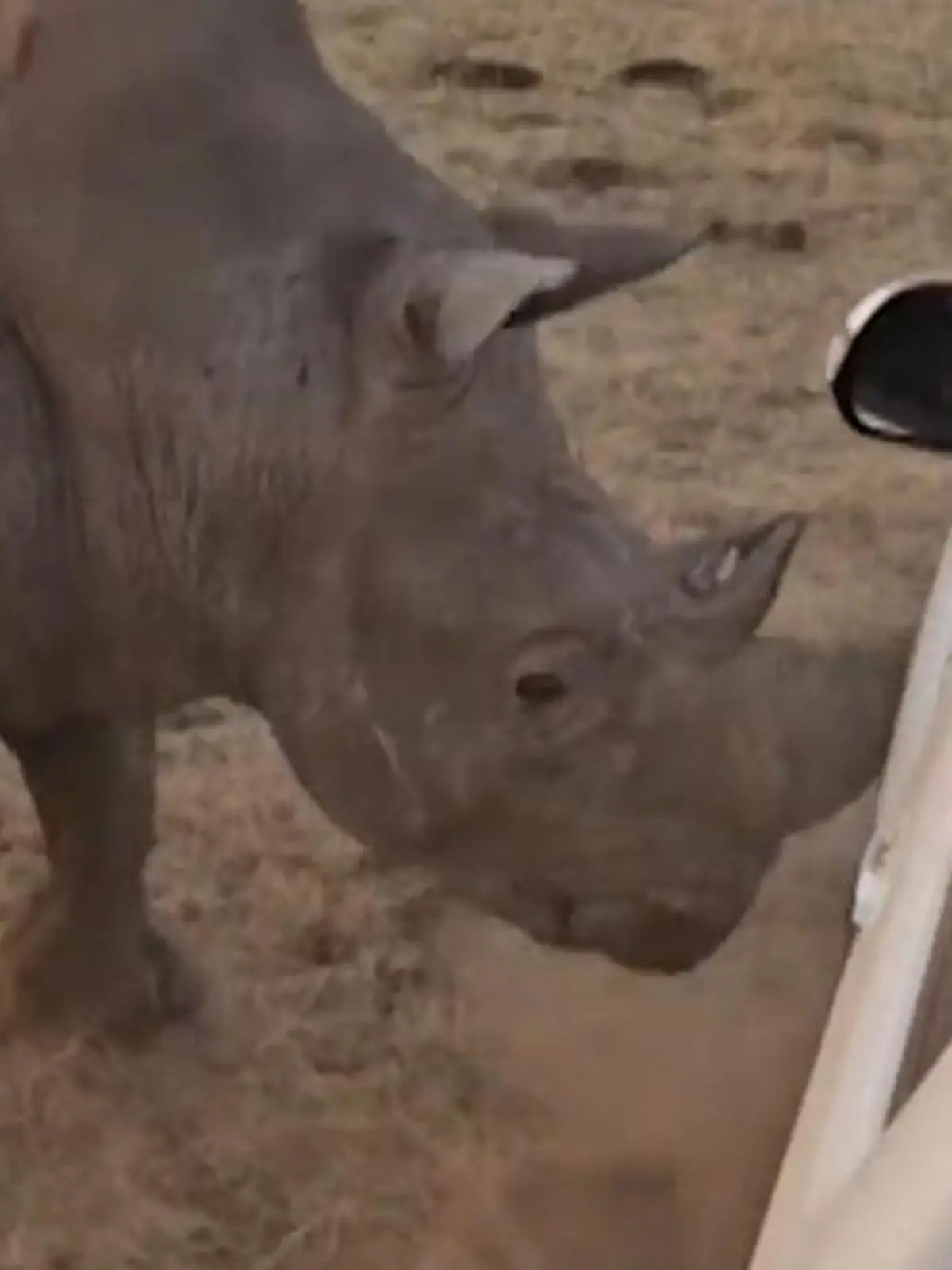 Bild zu: "Truck aufgespießt! Nashorn wacht aus Narkose auf – und dreht völlig durch"
