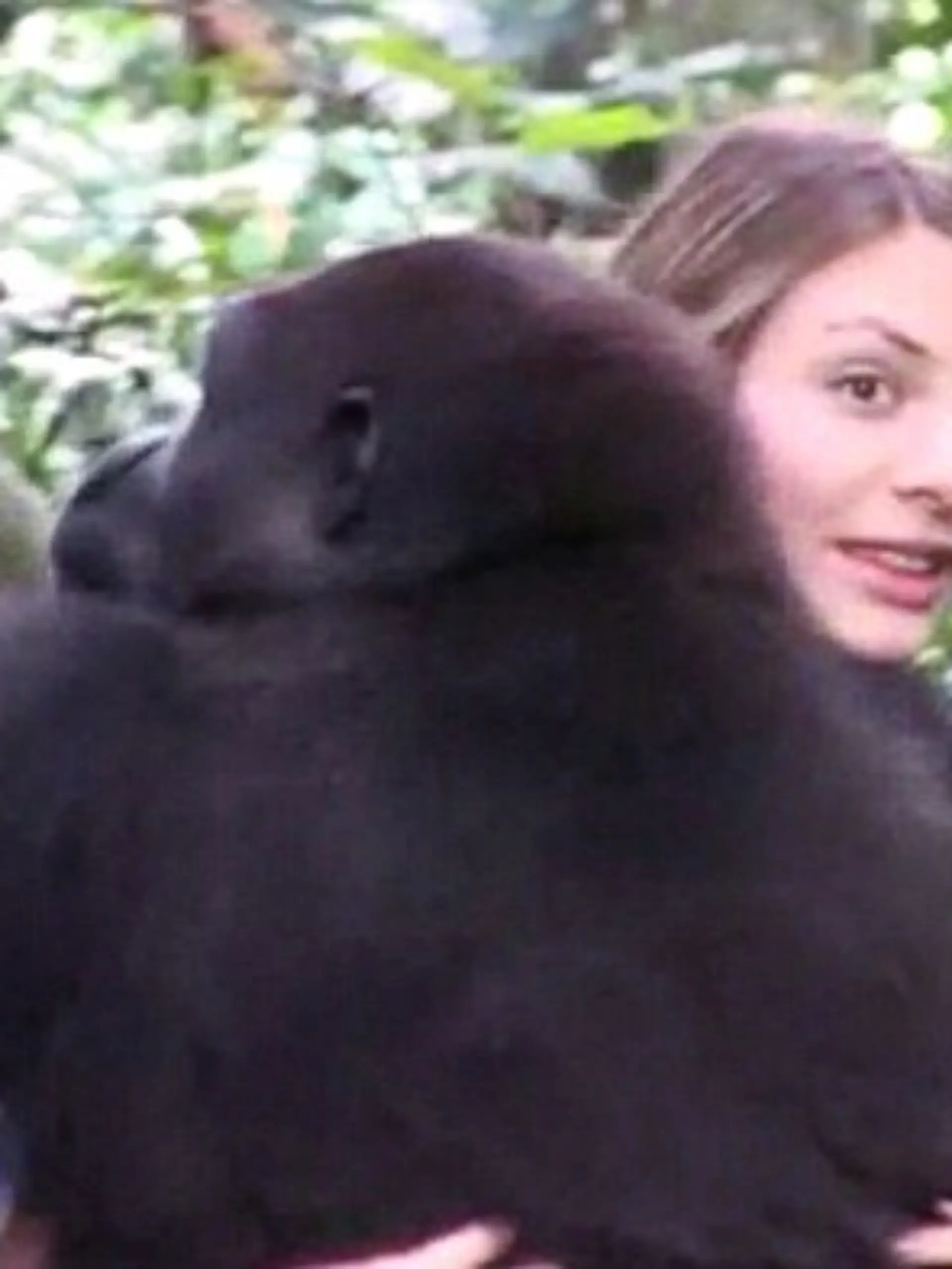 Gorilla trifft Frau wieder.jpg