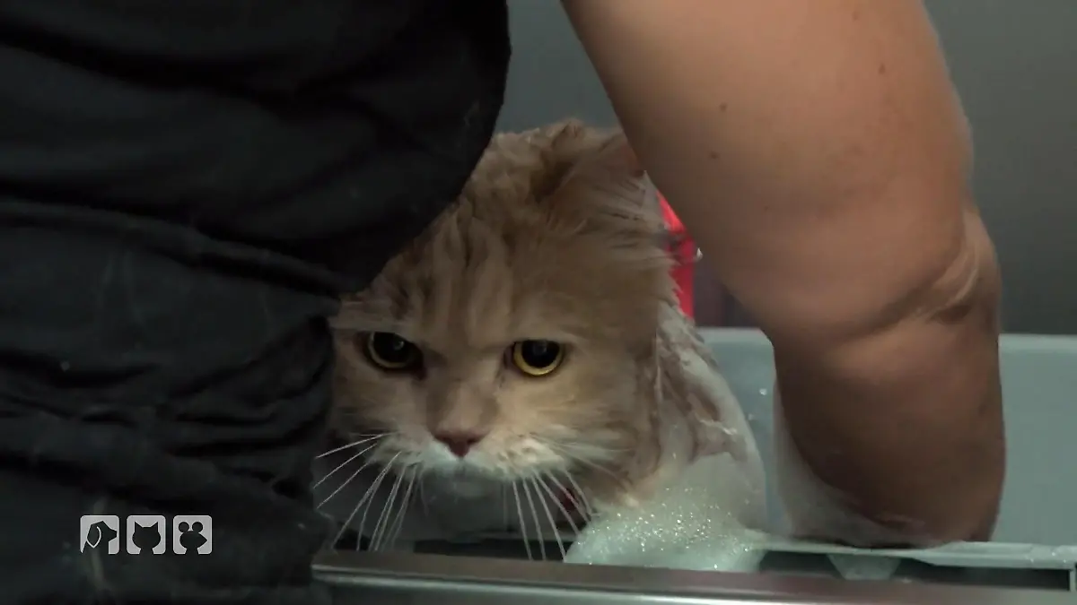 Katzenwäsche bei British-Langhaar-Kater Wellness für Samtpfoten