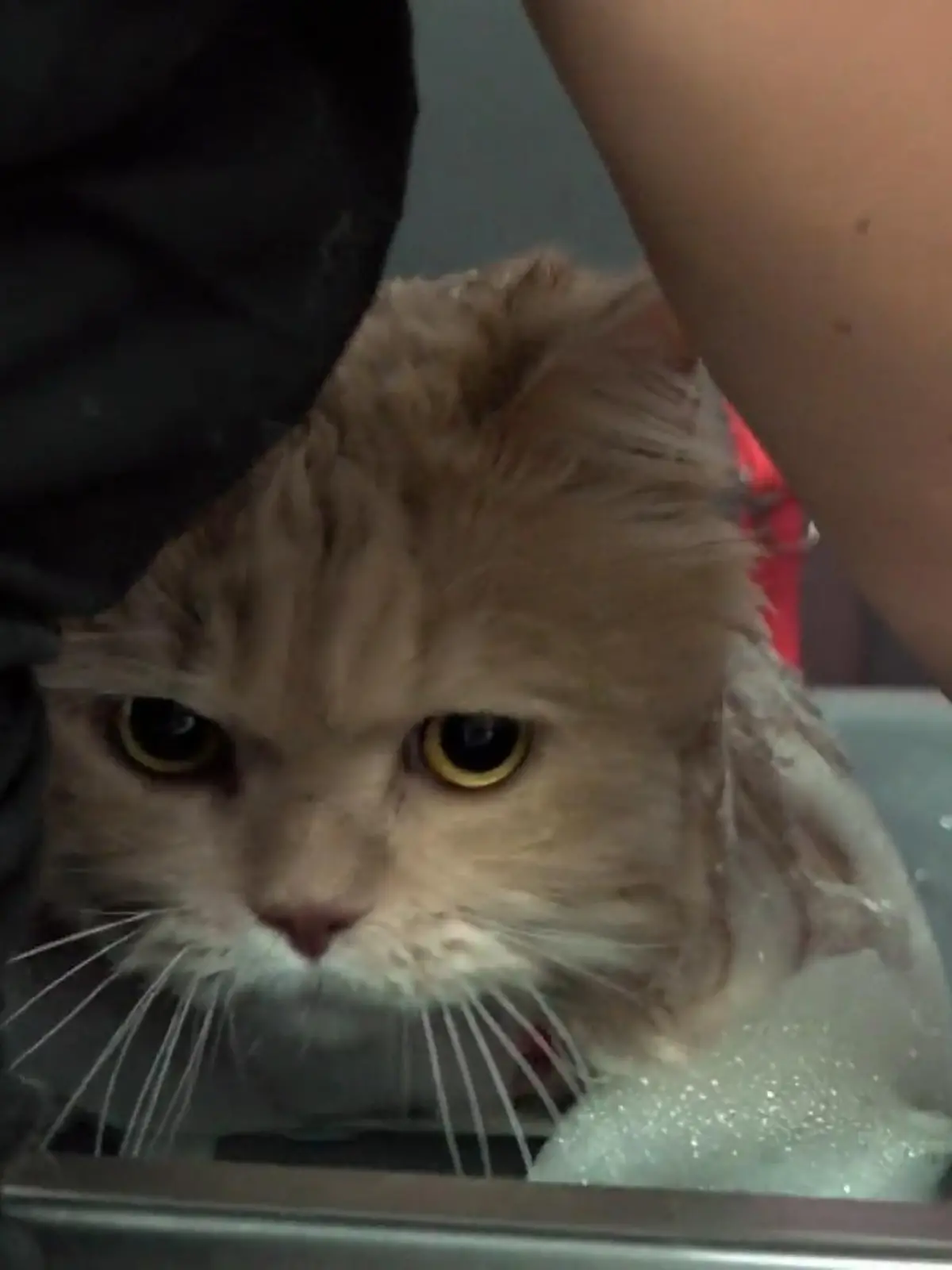 Bild zu: "Katzenwäsche bei British-Langhaar-Kater"