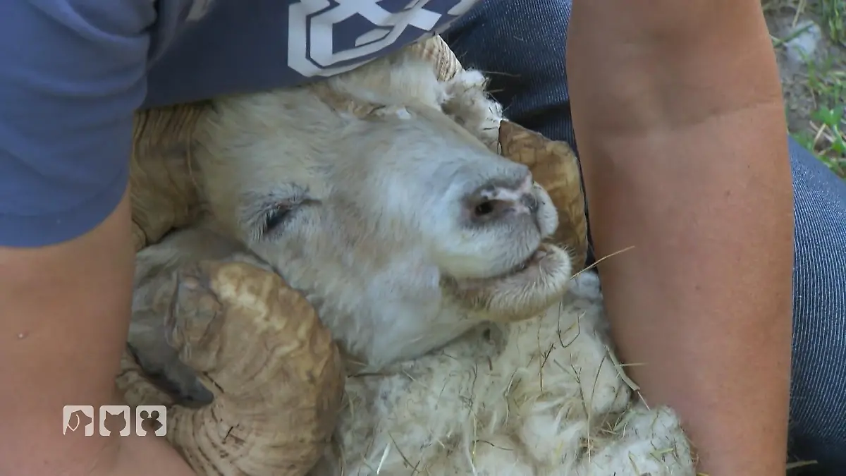 Kerstins Tiere müssen vermittelt werden Ihr fehlt die Kraft