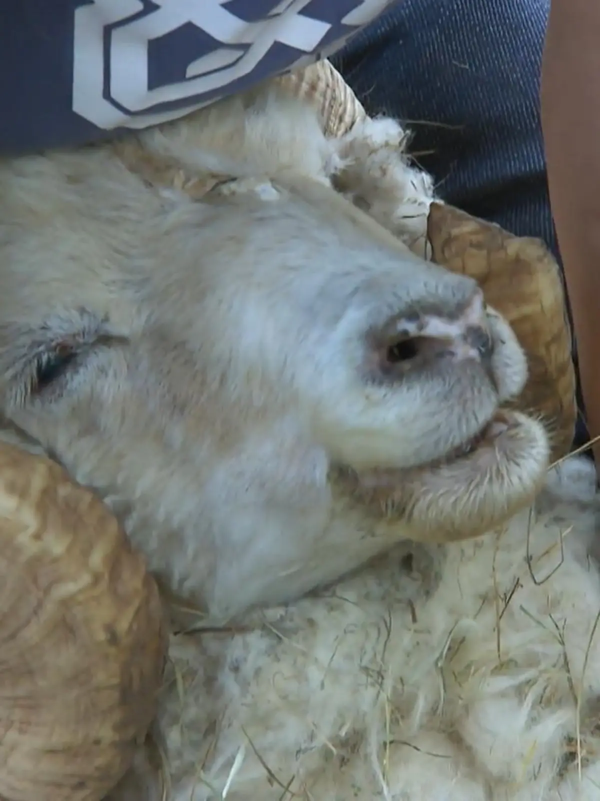 Bild zu: "Kerstins Tiere müssen vermittelt werden"