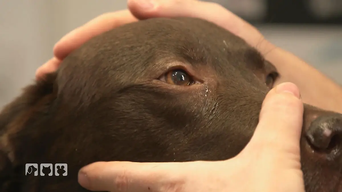A wie Augenentzündung ABC der Tiermedizin