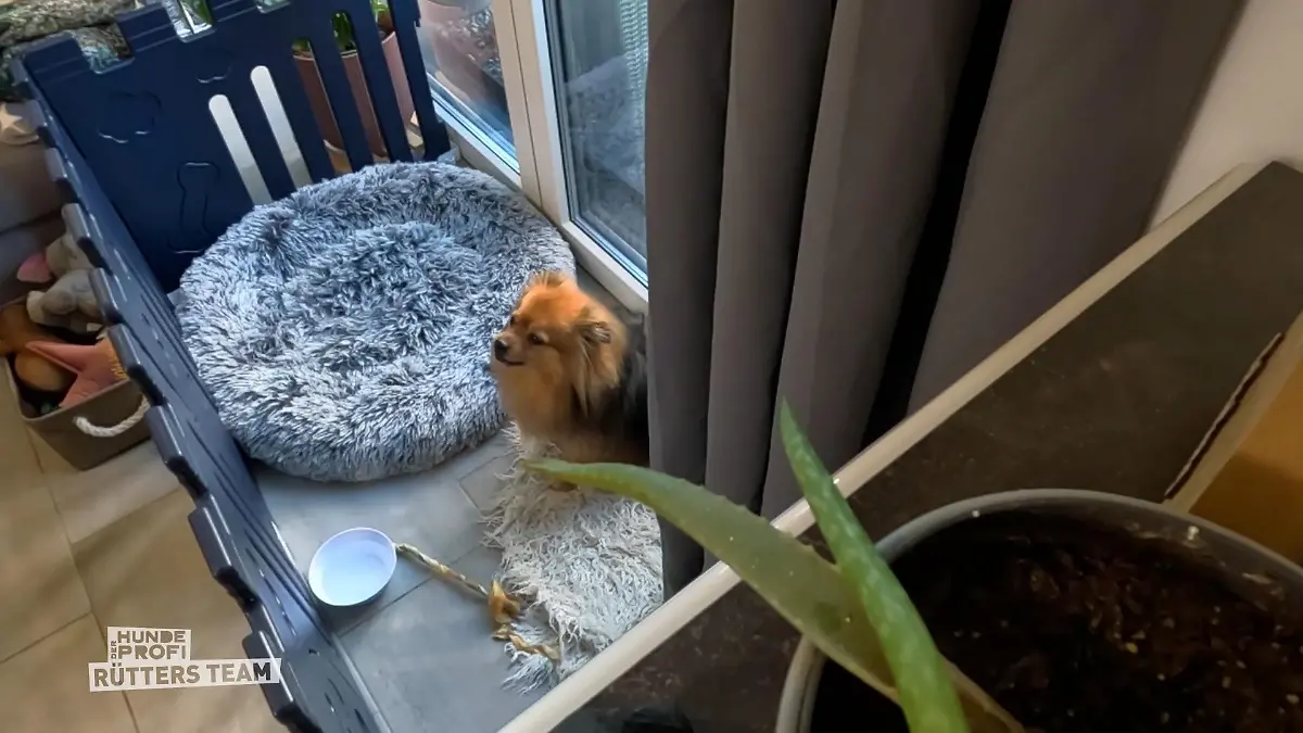 Wie hat sich der Mittelspitz entwickelt? Melle bei Filou