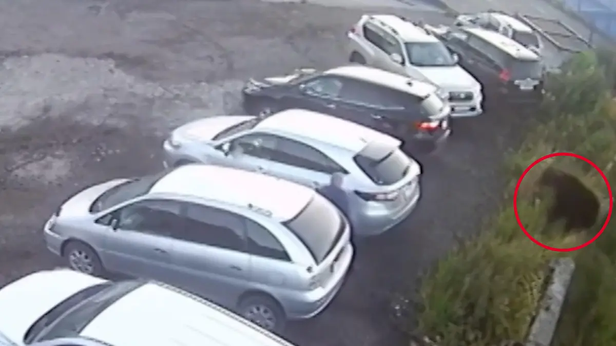 Wilder Bär jagt Mann über Parkplatz – er hat nur einen Ausweg! Raubtier tötete bereits eine Frau (84)