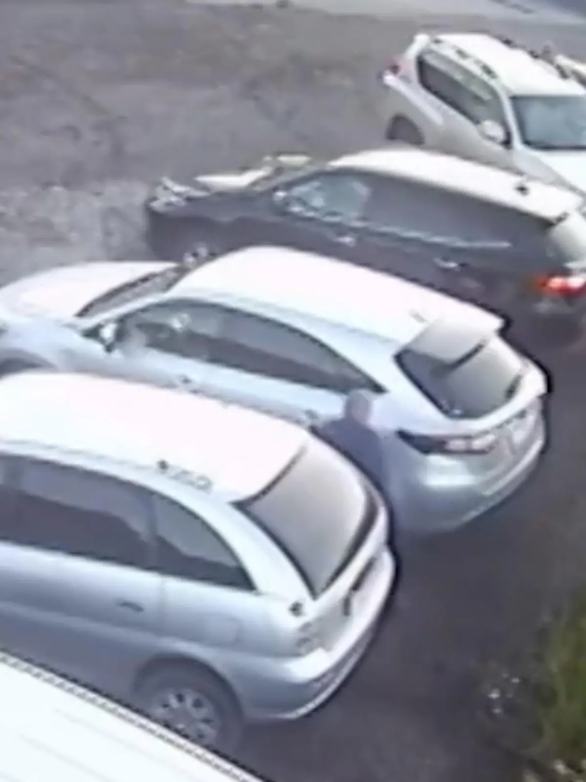 Bild zu: "Wilder Bär jagt Mann über Parkplatz – er hat nur einen Ausweg!"