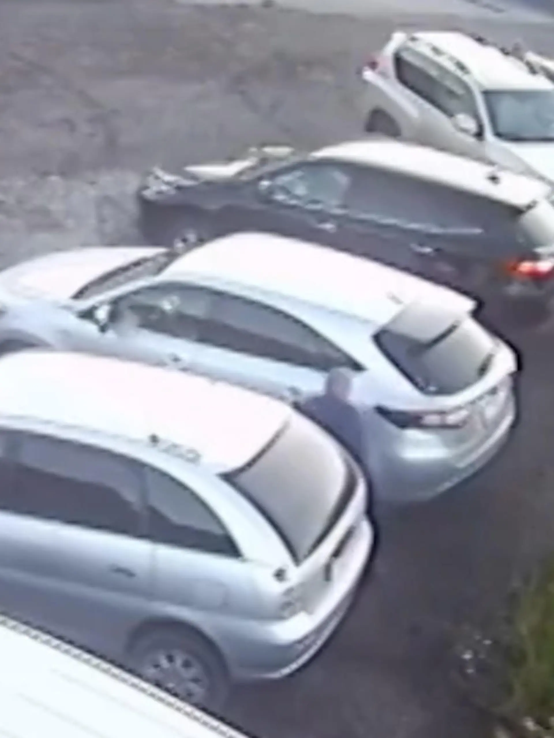 Bild zu: "Wilder Bär jagt Mann über Parkplatz – er hat nur einen Ausweg!"