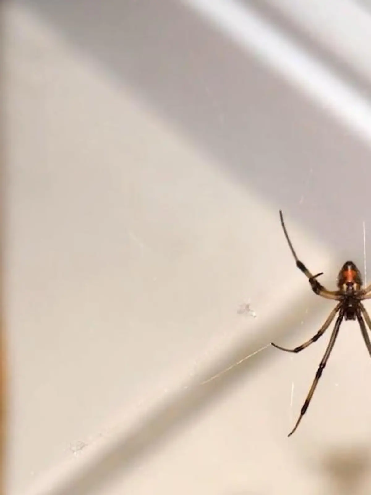 Bild zu: "Insekten- und Ungeziefer-Invasion im Herbst"