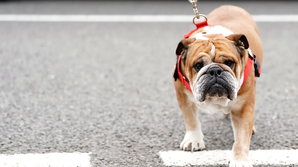 Lewis Hamilton bangt um seinen Hund. (Archivbild)