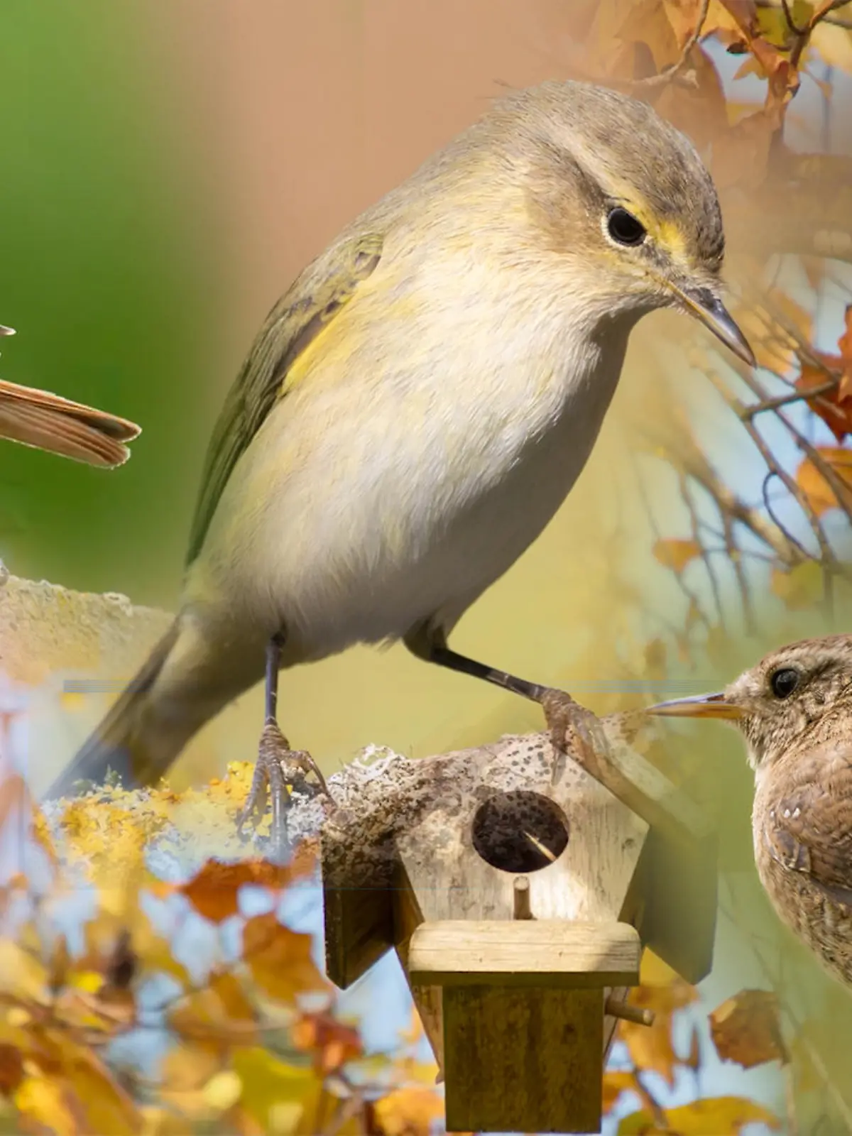 Bild zu: "Hingehört! Erkennt ihr diese Vogel-Stimmen?"