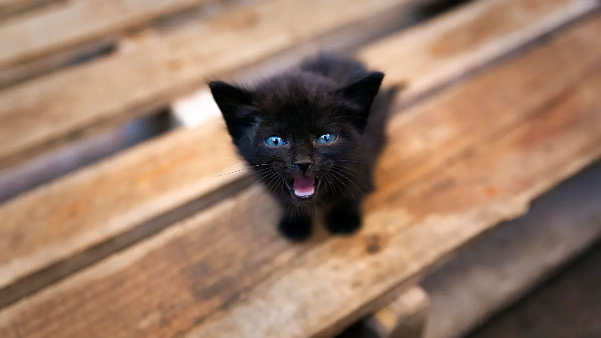 epi_216629021_DPA PA_321061742_Schwarzes Katzenbaby.jpg