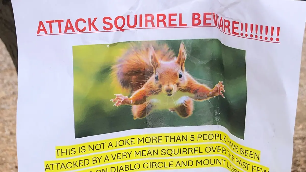 Mit diesem Flugblatt warnen die Bewohner vor dem aggressiven Eichhörnchen. 