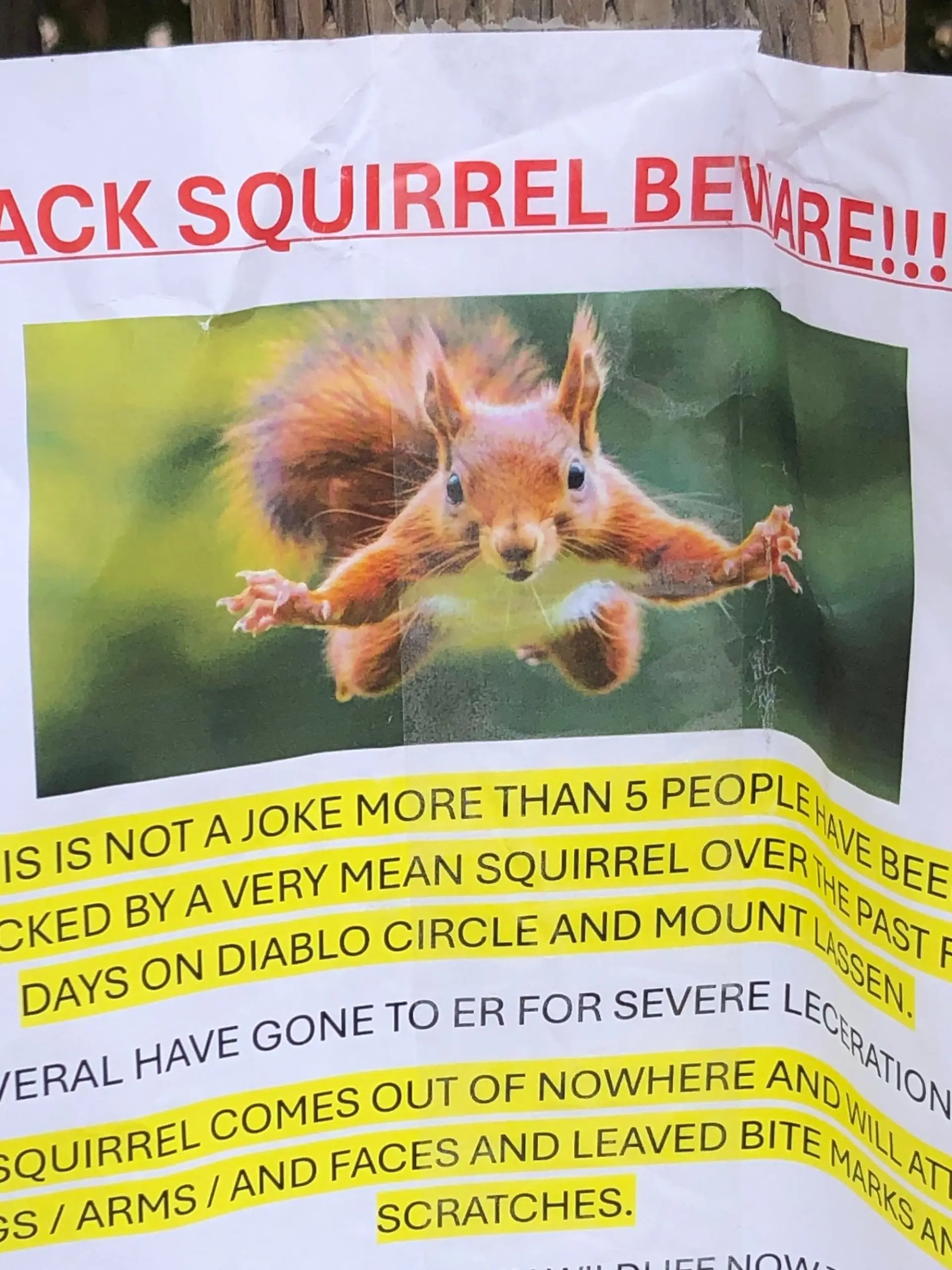 Mit diesem Flugblatt warnen die Bewohner vor dem aggressiven Eichhörnchen. 