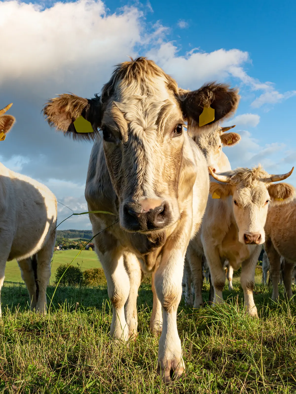 Rinderherde auf einer Weide