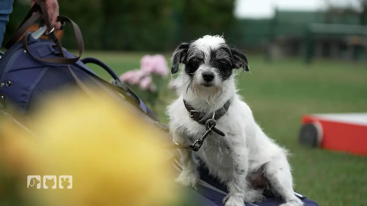 Kate und Hund Knox probieren sich im Doggi-Golf Kates Abenteuer mit Knox!