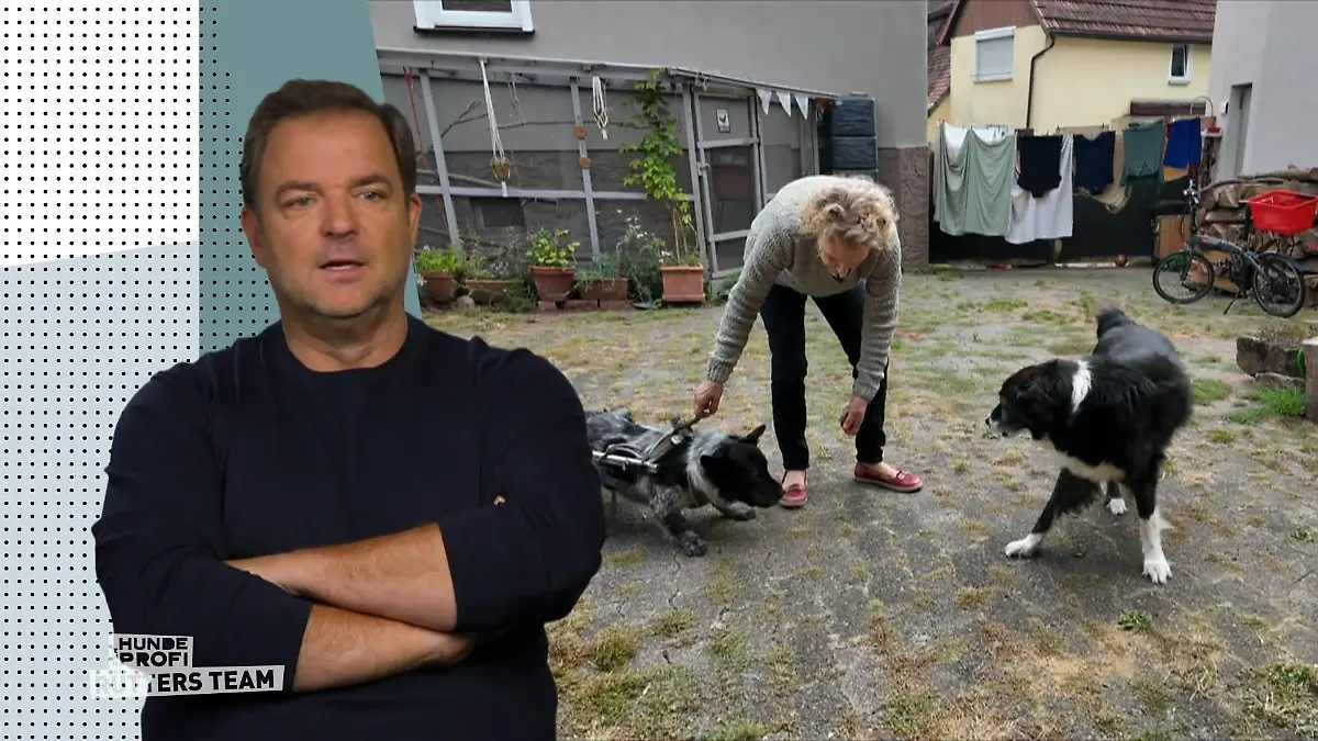 Hündin Jelle kennt kein Ende beim Bellen Dauergebell in Hessen